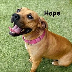 Photo of Hope 5385, adoptable Mixed Breed (Medium) in Loxahatchee, Florida