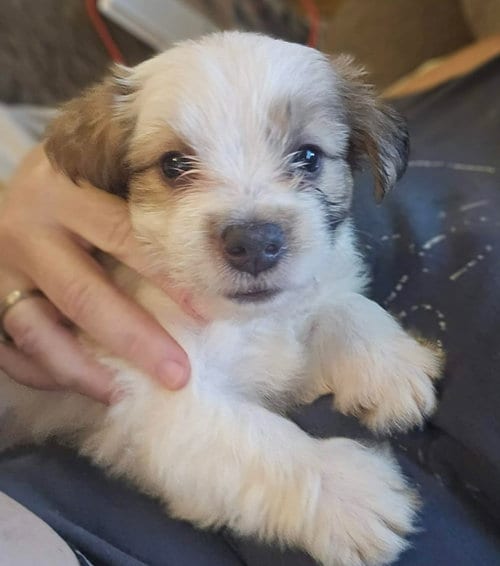 Photo of Andie- the A litter, adoptable Cairn Terrier in Oakhurst, New Jersey