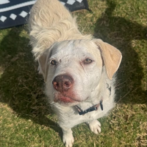 Photo of Mia VI (New Digs), adoptable Terrier in Dallas, Texas
