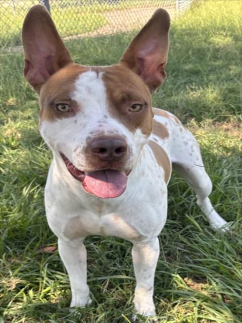 Photo of Spencer, adoptable Pit Bull Terrier in Texas City, Texas