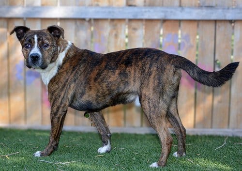Photo of Corduroy, adoptable Pit Bull Terrier in West Valley, Utah