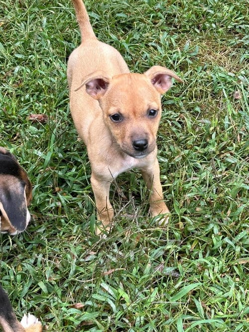 Photo of Paige, adoptable Unknown breed / mixed in garner, North Carolina