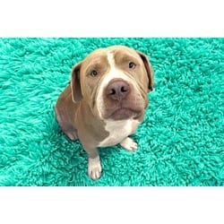 Photo of Ham Solo, adoptable American Bulldog in Ft Lauderdale, Florida