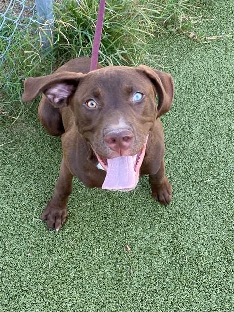 Photo of Gus, adoptable Labrador Retriever in Fayetteville, North Carolina