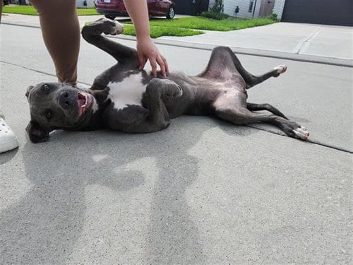 Photo of A661942, adoptable Cane Corso Mastiff in Houston, Texas