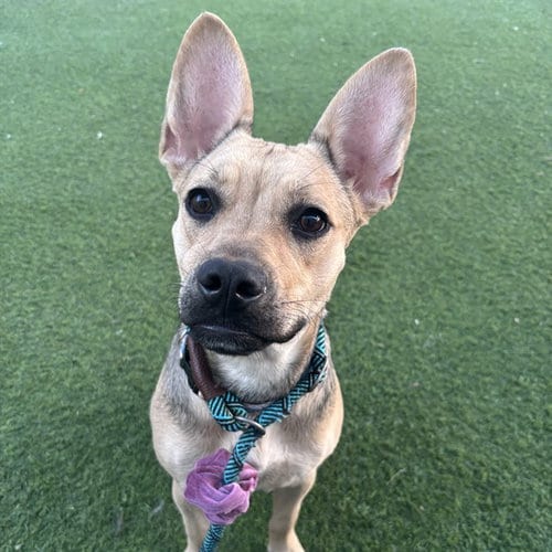 Photo of Alesana, adoptable German Shepherd Dog in Phoenix, Arizona