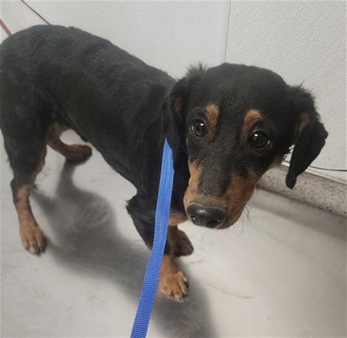 Photo of Chris, adoptable Chihuahua in Bakersfield, California