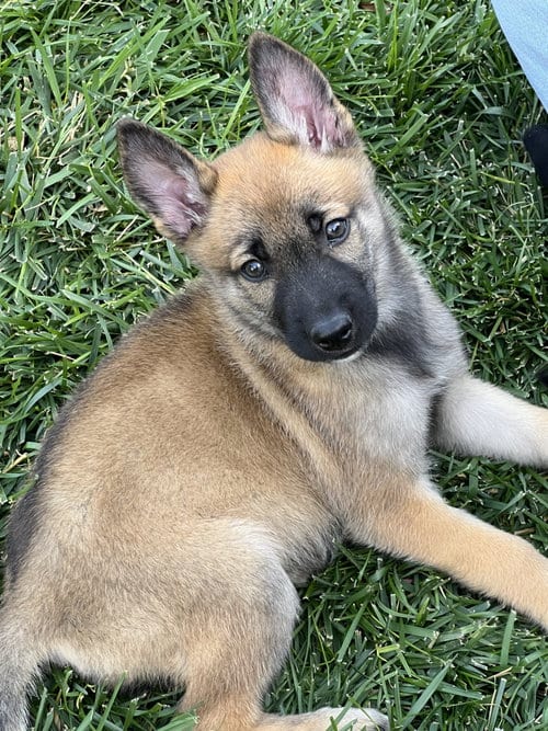 Photo of Pumpkin, adoptable German Shepherd Dog in Dana Point, California