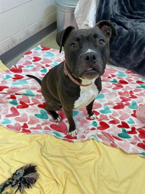 Photo of Sophie, adoptable Pit Bull Terrier in Fort Wayne, Indiana
