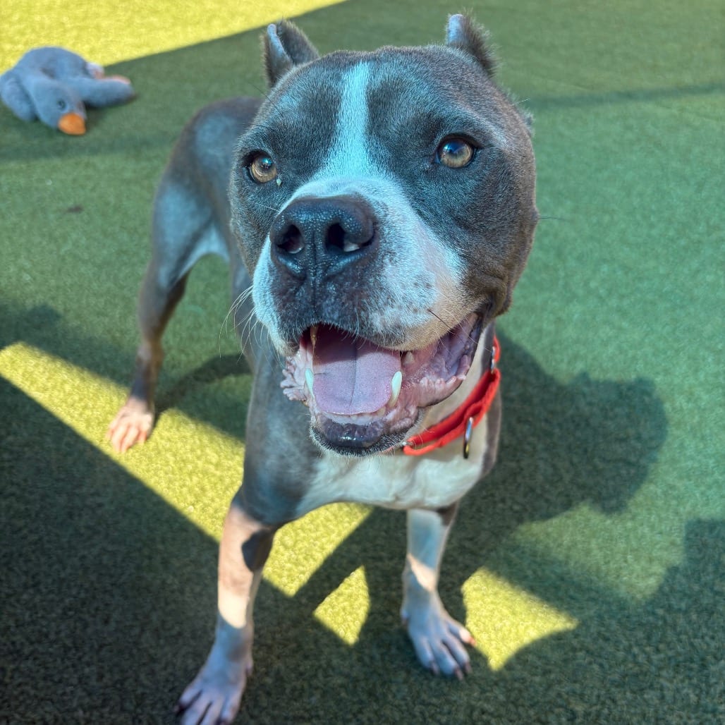 Photo of Nino, adoptable Terrier, Pit Bull in Greensboro, North Carolina