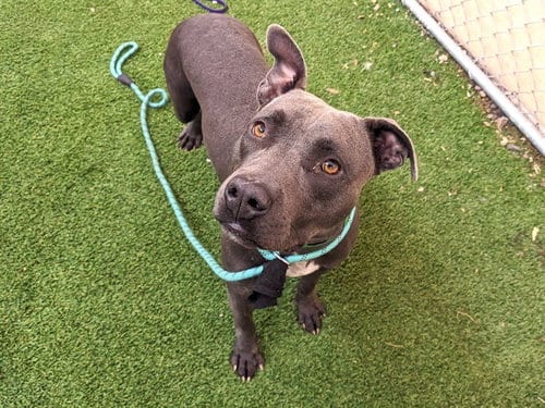 Photo of Laurie, adoptable Staffordshire Bull Terrier in Phoenix, Arizona