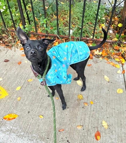 Photo of Starlight, adoptable Chihuahua - Smooth Coated mix in Brooklyn, New York