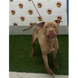 Photo of Nyla, adoptable Mixed Breed (Medium) in Land O'Lakes, Florida