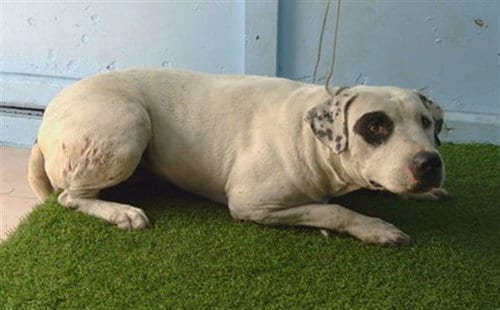 Photo of Alfie, adoptable Pit Bull Terrier in Gardena, California