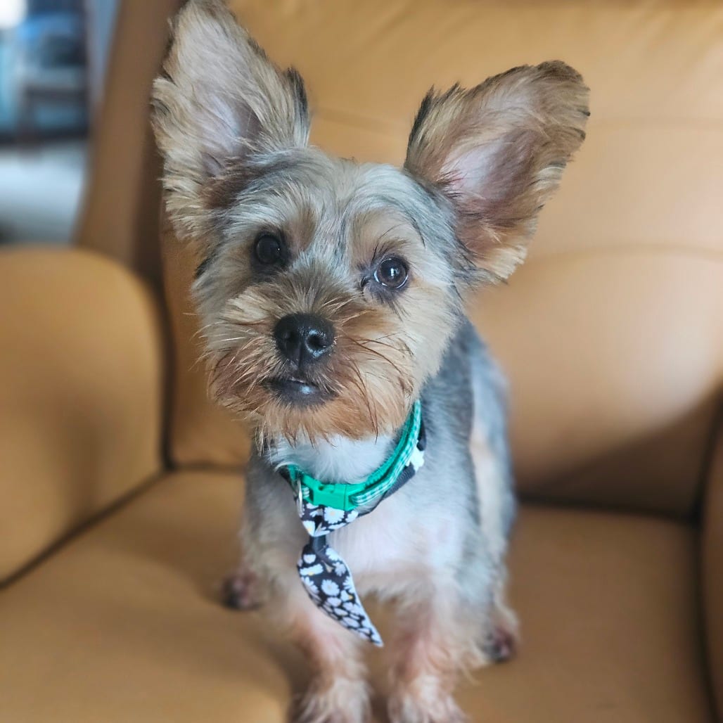 Photo of Denim, adoptable Terrier, Yorkshire, Yorkie in Decatur, Illinois