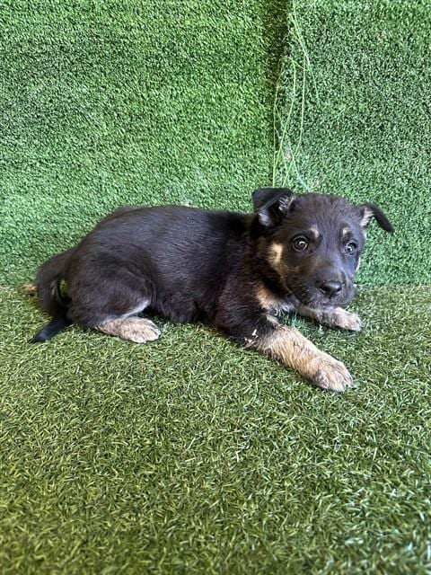 Photo of Cassie, adoptable German Shepherd Dog in Lancaster, California