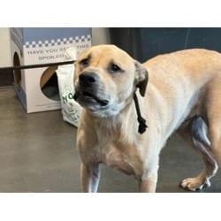 Photo of Echo, adoptable Rhodesian Ridgeback Labrador Retriever in Chatsworth, California