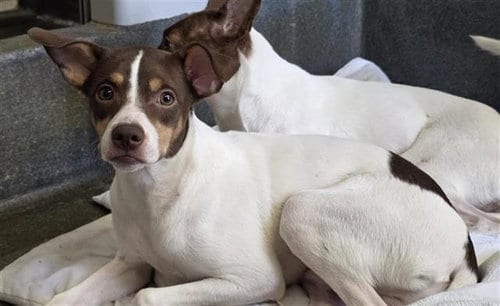 Photo of Benny, adoptable Terrier in San Antonio, Texas