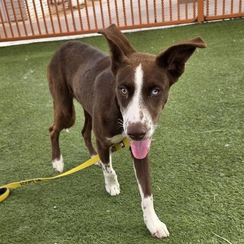 Photo of Jordan, adoptable Husky in Las Vegas, Nevada