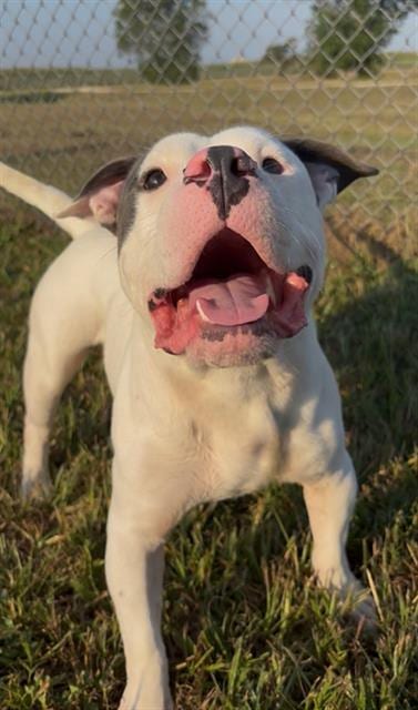 Photo of Galileo, adoptable American Bulldog in Rosenberg, Texas
