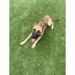 Photo of Chainz, adoptable German Shepherd Dog in Baton Rouge, Louisiana