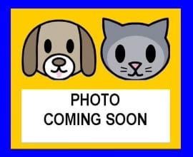 Photo of Nick, adoptable American Staffordshire Terrier in San Antonio, Texas