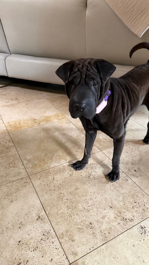Photo of Pickles, adoptable Chinese Shar-Pei in Tucson, Arizona