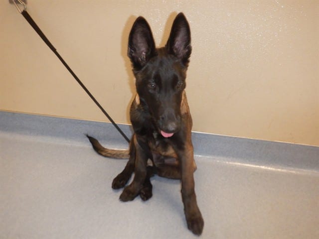 Photo of Senior Dutch Shepherd, adoptable Dutch Shepherd in San José, California