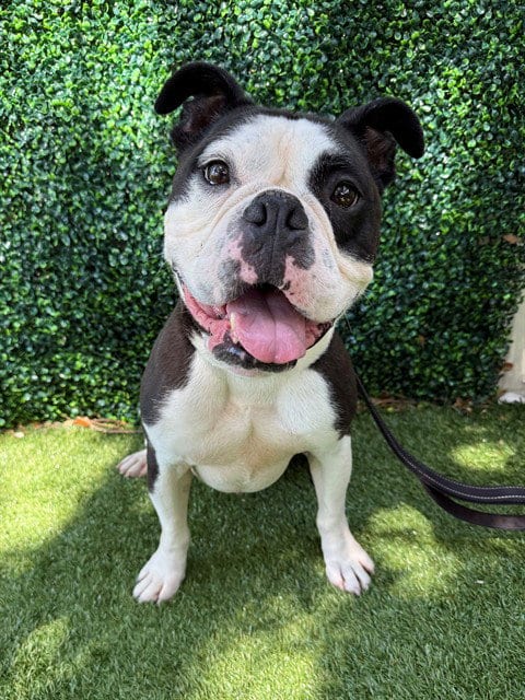 Photo of Huck, adoptable English Bulldog in Naples, Florida