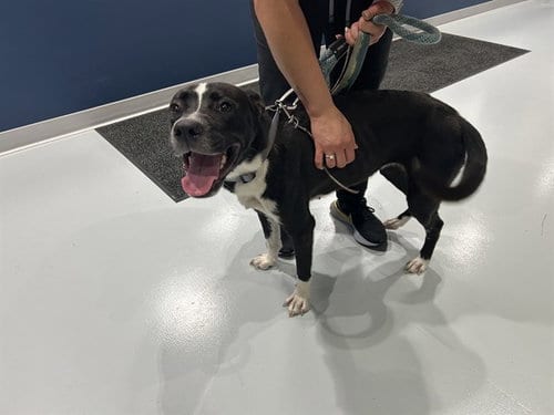 Photo of Lulu Bonnie, adoptable Labrador Retriever in Ocala, Florida