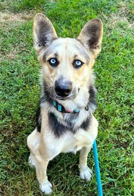 Photo of Eloise, adoptable Siberian Husky in Sacramento, California