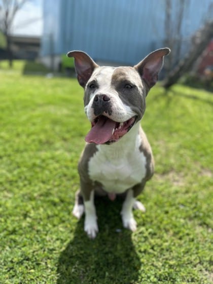 Photo of Fred (Tank), adoptable Terrier in New Orleans, Louisiana