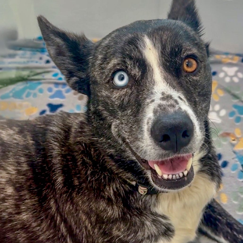 Photo of Opal, adoptable Husky, Alaskan / Mixed Breed (Medium) in Chapel Hill, North Carolina