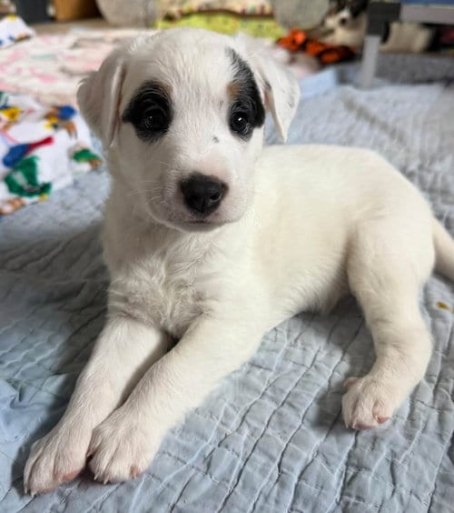 Photo of Santana, adoptable Jack Russell Terrier in Cave Creek, Arizona