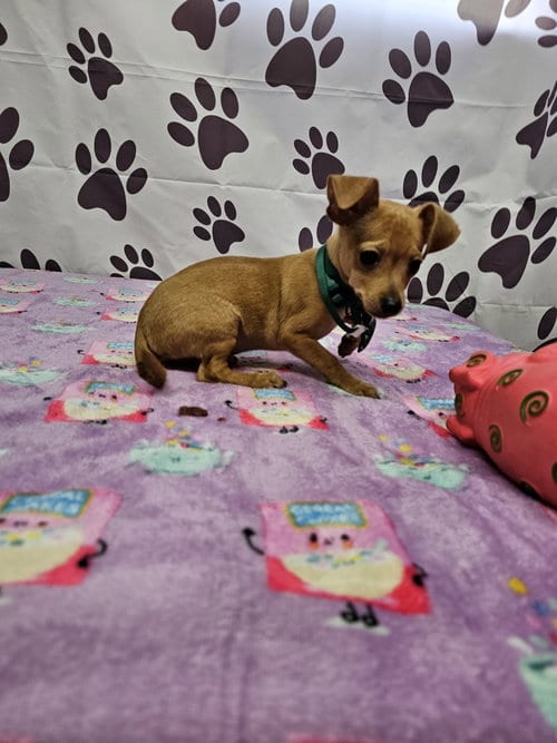 Photo of Bleu Cheese, adoptable Chihuahua in Metairie, Louisiana