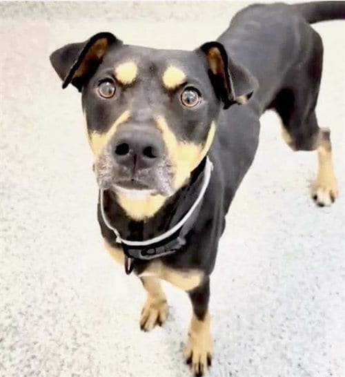 Photo of Scotty, adoptable Staffordshire Bull Terrier in Houston, Texas