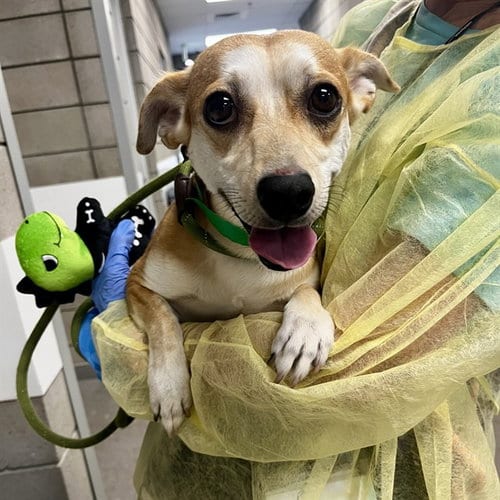 Photo of Turkey, adoptable Chihuahua in Mesa, Arizona