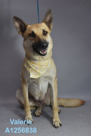 Photo of Valerie, adoptable German Shepherd Dog in Bakersfield, California