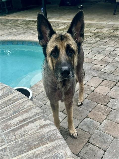 Photo of Bailey, adoptable German Shepherd Dog in Fort Walton Beach, Florida