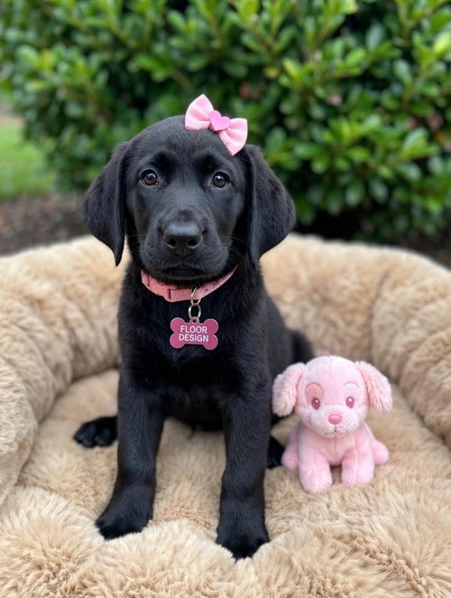 Photo of Floor Design, adoptable Black Labrador Retriever in Newark, Delaware