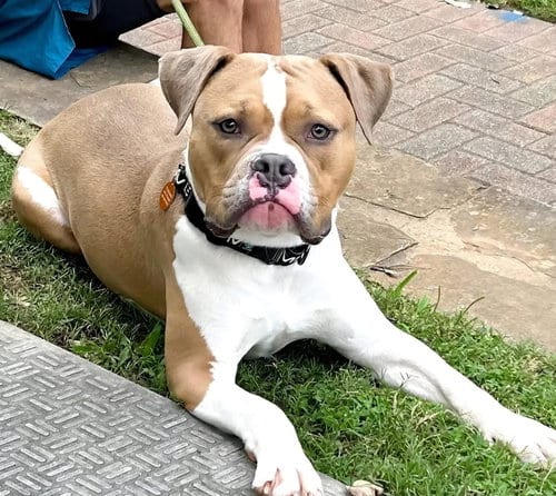 Photo of Owen, adoptable American Bulldog in Roswell, Georgia