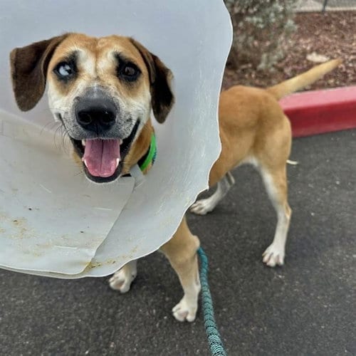 Photo of Kurt, adoptable Black Mouth Cur in Mesa, Arizona