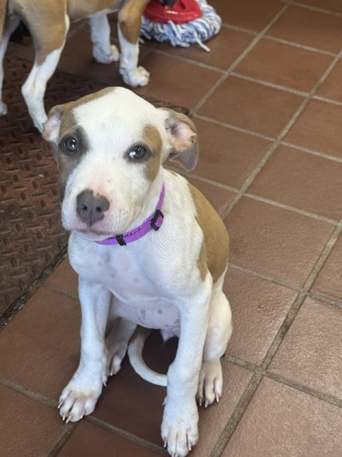 Photo of Suzu, adoptable American Staffordshire Terrier in Jefferson, New Jersey