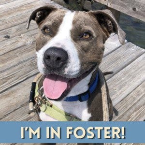 Photo of Samantha, adoptable Pit Bull Terrier in Alameda, California