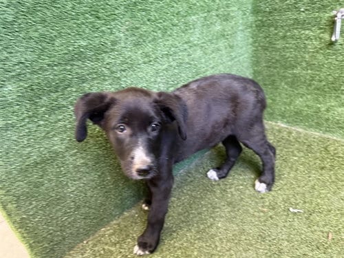 Photo of Tina, adoptable German Shepherd Dog in Lancaster, California