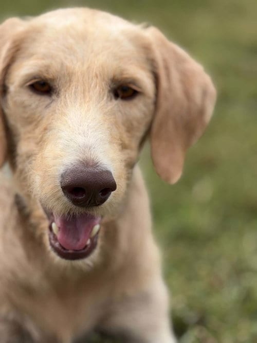 Photo of Ivy, adoptable Labrador Retriever in Arlington, Virginia
