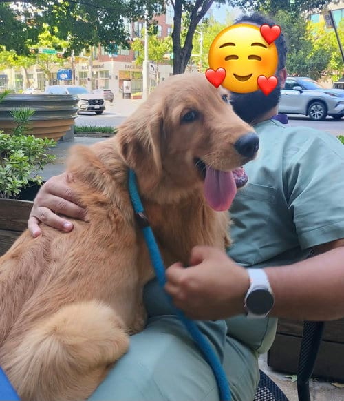 Photo of Remy, adoptable Golden Retriever in Garland, Texas