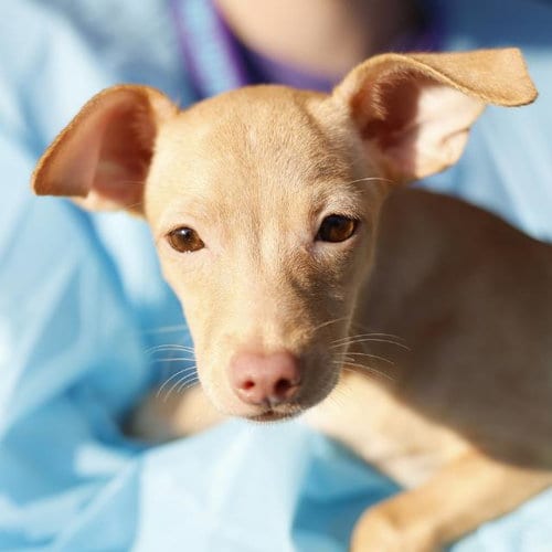 Photo of Pepper, adoptable Chihuahua in San Antonio, Texas