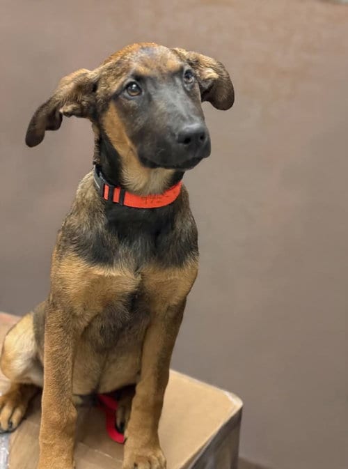 Photo of Winchester, adoptable Hound in Menifee, California