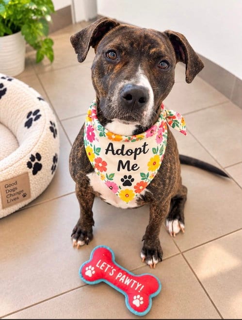 Photo of Sable, adoptable Boxer in Euless, Texas